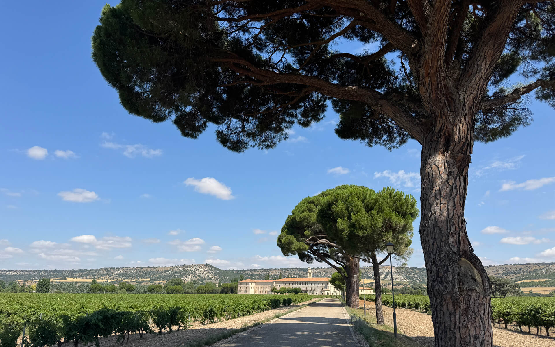 Bogata tradicija španskih vina